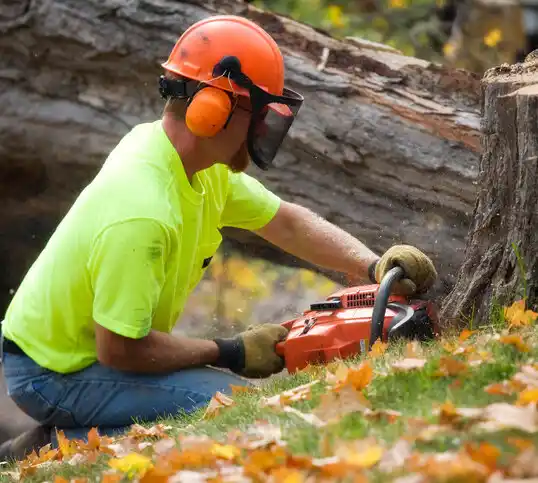 tree services Boardman